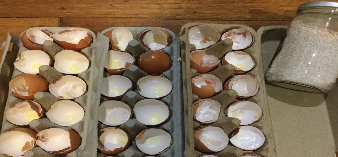 Egg Shells