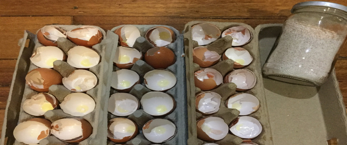 Egg-Shells-2_1500x630_V1-Copy-Copy egg shells 2 1500x630 v1 copy copy