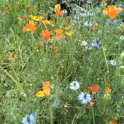 spring garden 1 500x500 v01