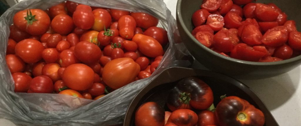 tomatoes1 1500x630 v01 copy